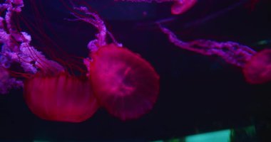 Pembe ve kırmızı denizanaları uzun dokunaçlarıyla zarif bir şekilde yüzüyorlar..