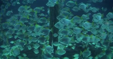 Akvaryumun berrak sularında yüzen sarı kuyruklu balıkların sualtı görüntüsü.