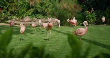 Bir flamingo sürüsü yemyeşil bir bahçenin ortasında çimenli bir arazide toplandı..