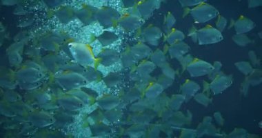 Sarı kuyruklu balık sürüsü büyük bir akvaryum tankında yüzüyor..