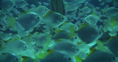 Koyu mavi akvaryumda yüzen sarı yüzgeçli yoğun balık sürüsü.