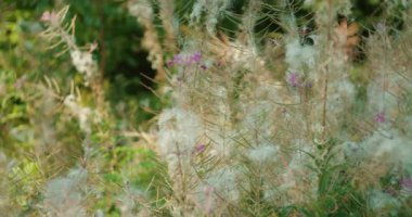 Orman çayırı kır çiçekleriyle dolu. Söğüt ağacı tohum saçıyor..