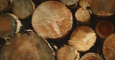 Ormanın ağaç gövdelerinde doğal güneş ışığı altında renkli işaretlerle istiflenmiş..