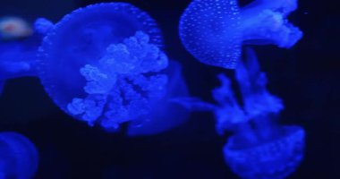 Akvaryum ortamında parlak mavi denizanalarının dinamik bileşimi...