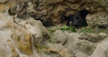 Bir kayalık mağaranın girişinde oturan goril yeşilliklerle çevrili bitki örtüsü doğal ve sakin bir ortam yaratıyor..