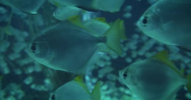 Akvaryumda yüzen sarı kuyruklu bir balığın yakın çekimi..