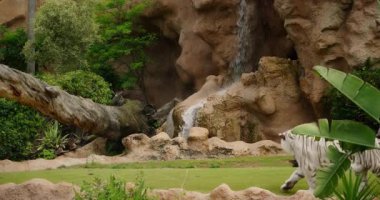 Beyaz kaplan, şelale ve kayalarla birlikte bir hayvanat bahçesinde yürüyor..