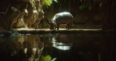 Pigme su aygırı çevresindeki kayalar ve eğreltiotlarıyla loş ışıklı doğal bir çevrenin içinde bir su kütlesinin yanında yaşam alanını keşfediyor..