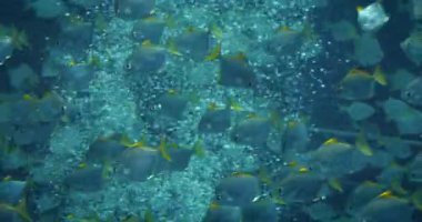 Açık suda yüzen sarı kuyruklu balıkların sualtı görüntüsü.