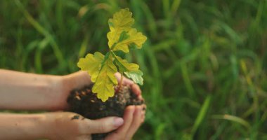 Güneşli bir yaz gününde yeşil bir çayırda genç bir meşe ağacını tutan eller..