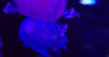 Yumuşak pembe denizanalarının yakın plan çekimi, loş sualtı ışıklarında parlayan, akışını vurgulayan..