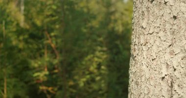 Yumuşak yeşil yaprak arka planına sahip güneşli ormanda ağaç gövdesi kabuğu dokusu yakın çekim.