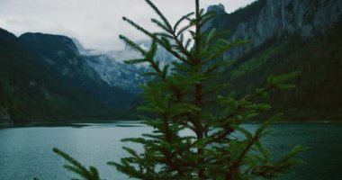 Gosausee Avusturya 'da sisli dağlarla ve gölle kaplanmış ladin ağacı..