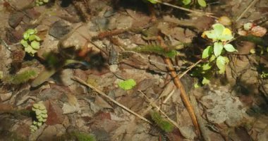 Plitvice Gölleri Hırvatistan 'da yapraklar ve dallarla çevrili, saydam derede yüzen küçük balıklar.