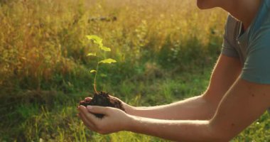 Genç kadın çimen tarlasında diz çöküp sıcak güneş ışığında küçük fidanı tutuyor..