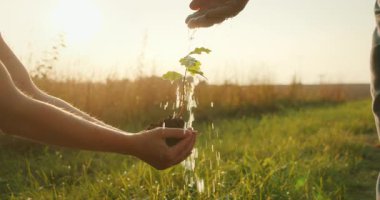Su, altın saatinde bir tarlada elde tutulan küçük bir fidanın üzerine dökülüyor..