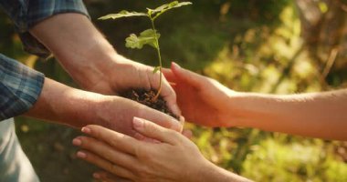 İki el, güneş ışığı altında toprak tutulan bir fidanı geçiyor..