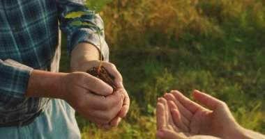 Yaşlı adam, genç meşe ağacının fidanını, güneşli tarlada uzanan kızın ellerine bırakır..