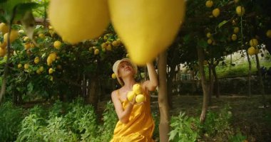 Yaz boyunca Amalfi meyve bahçesinde gölgeli ağaçların altında limon toplayan bir kadın..