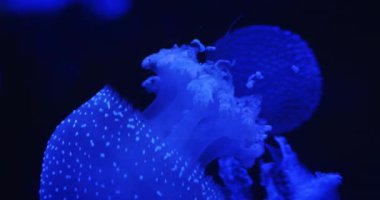 Aydınlatılmış mavi denizanası dokunaçları karanlık okyanus ortamında mor ışıkta parlıyor. Benekli jöle Mastigias papua zarif bir şekilde suyun altında yüzer..