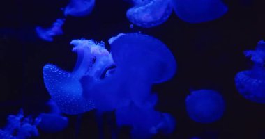 Detaylı şeffaf vücudu olan parlak mavi denizanası karanlık bir su arka planında yüzüyor...