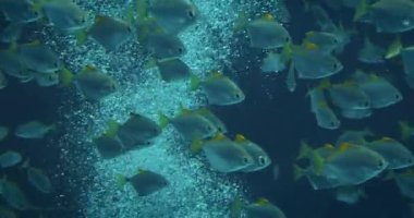 Gümüş balık sürüsü, büyük mavi bir akvaryumda köpüren bir su zeminiyle zarifçe yüzüyor..