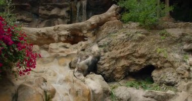 Goril yakınlarda şelalesi olan kayalık bir yamaçta yürüyor..