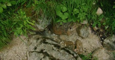 Alp çevresindeki yeşil bitki ve kayaların arasında küçük doğal bir kaynağa yakın çekim.