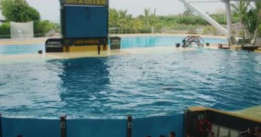 Tenerife, İspanya - 9 Mayıs 2023: Orca balinaları geniş bir tropikal su parkında spor eğitmenleri performans düzenini denetlemektedir..