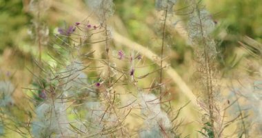 Güneşli bir ormanda tohum kabarıklığıyla kurumuş kır çiçeklerine yakın çekim.