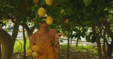 Sarı elbiseli kadın yemyeşil ağaçların altında güneşli bir meyve bahçesinde limon topluyor..
