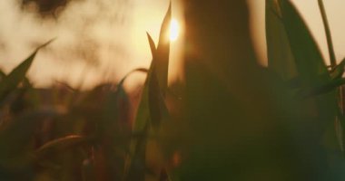 Parlak günbatımı, kırsal alanda düşük bir perspektiften çimen yapraklarını aydınlatır..
