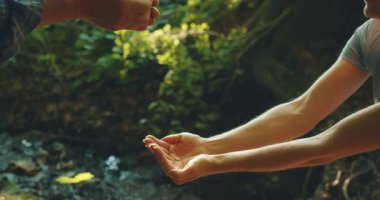 Arka planda bir yaz ormanında küçük ağaçlar filizleniyor..