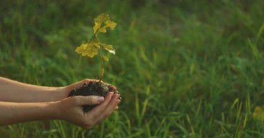 Gün ışığında çimenli bir tarlanın üzerinde topraklı genç bir meşe fidanını tutan ellerin yakın çekimi..
