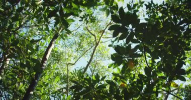 Güneş ışığı, Meksika ormanlarındaki bir merkezin üstündeki kalın ağaç tepelerinin arasından akar..