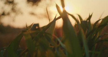 Yeşil çimen yapraklarının yakınından geçen altın saat boyunca güneş ışığı....