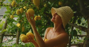 Yaz mevsiminde Amalfi yakınlarında güneşli bir bahçede limonların arasında gülümseyen bir kadın..