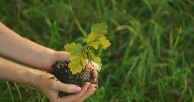 Genç meşe tohumu çimenli bir tarlada yeniden ağaçlandırma çalışmaları sırasında el ele tutuştu..