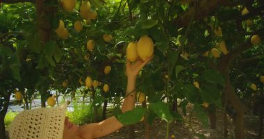 Güney İtalya 'da güneş lekeli ağaçların altında limon toplayan bir kadın..