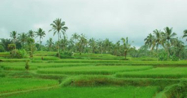 Yazın gür pirinç tarlaları ve yeşil palmiye ağaçları geniş görünüm Bali.