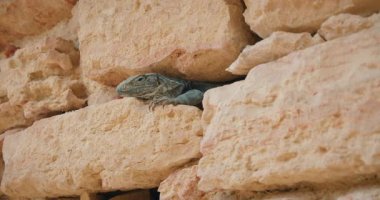 Bir kertenkele Yucatan Meksika 'da Maya harabelerinde eski bir taş yarığında dinleniyor..