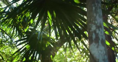 Güneş ışığı yoğun bir orman ortamında tropikal fan palmiye yapraklarının arasından süzülür..