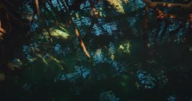 Cenote 'de doğal güneş ışığı altındaki mangrov köklerini yansıtan açık yeşil su..