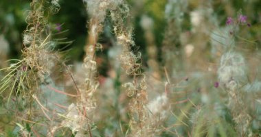 Alman yaz otlağında, yumuşak sabah ışıklarıyla kurumuş yakut bitkilerine tutunan tüylü tohumlar..