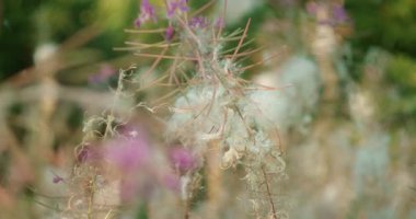 Yumuşak beyaz tohumları olan narin orman bitkisi ve ayrıca Epilobiyum olarak da bilinen Chamaenerion çiçekleri..