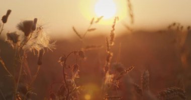 Güneş, yabani bitki ve otların üzerinde batıyor. Sıcak, altın bir arka ışık yaratıyor..