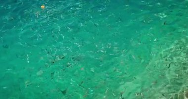 Balık gibi yüzen ekmek parçası yazın berrak turkuaz deniz suyunda toplanır..