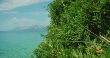 Hırvatistan yazında Makarska kıyı şeridi yakınlarındaki yemyeşil turkuaz Adriyatik Denizi.