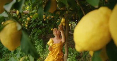 Limonçello turu sırasında Amalfi meyve bahçesinde limon arayan bir kadın..