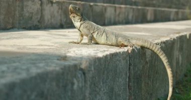 Iguana, Uxmal arkeoloji alanındaki taştan bir çıkıntının üzerinde güneşleniyor..
